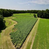26 acres of Farm and Timber Land For Sale in Greene County NC images 4