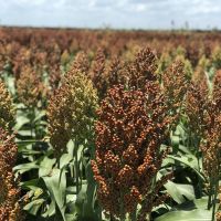 Central Texas Season Dove Lease