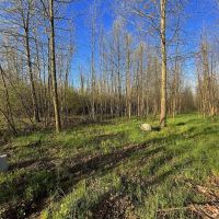 Pine Top Rd - 21 acres - Pike County images 4
