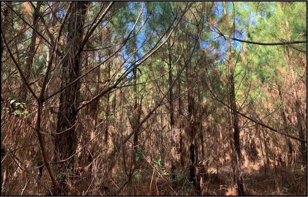 17 Acres in Franklin County in Meadville MS featured image
