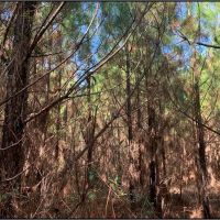 17 Acres in Franklin County in Meadville MS