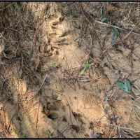 17 Acres in Franklin County in Meadville MS images 2