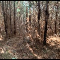 17 Acres in Franklin County in Meadville MS images 3