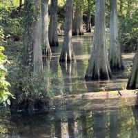 40 Acres For Sale in Catahoula Parish Louisiana images 2