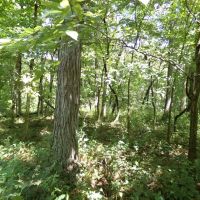 Shelbyville 40 images 3