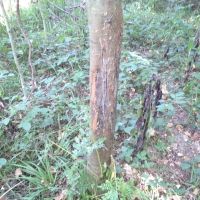 Fayette 37 images 3