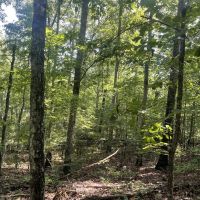 39 - Wooded acres In Winston County AL images 3