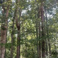 39 - Wooded acres In Winston County AL images 4