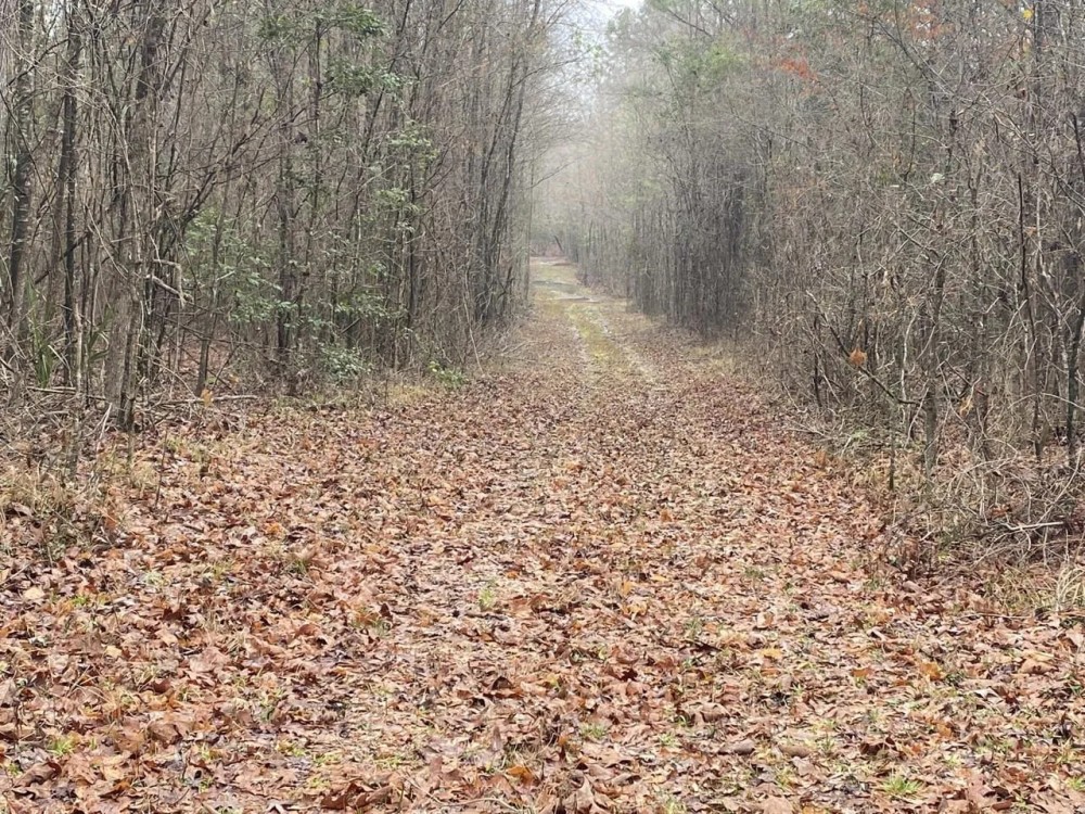 2 CLAIBORNE PARISH 40 featured image