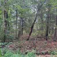 Paddlewheel Springs-Tract 12B images 4