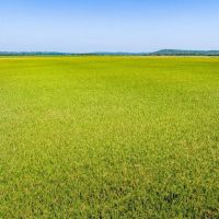 610 - Row Crop Duck Hunting Paved Road Frontage Conway Arkansas images 3