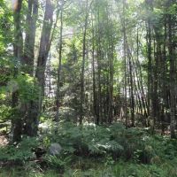 Michigan 114 - Acre Recreational 50120268 images 4