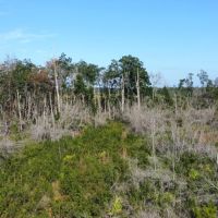 Quail Run Tract