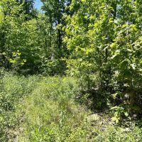 Mt. Zion Rd. Fayette County - 59 - acres images 2