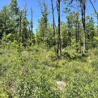Mt. Zion Rd. Fayette County - 59 - acres images 3