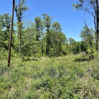 Mt. Zion Rd. Fayette County - 59 - acres images 4