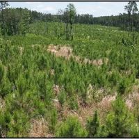 87.1 Acres in Neshoba County in Philadelphia MS images 2