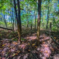 Vales Mills Rd - 166 acres - Vinton County images 2