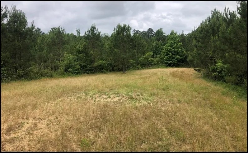 79.6 Acres in Holmes County in Durant MS featured image
