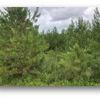 79.6 Acres in Holmes County in Durant MS images 2