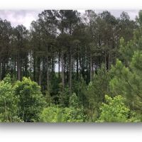 79.6 Acres in Holmes County in Durant MS images 4