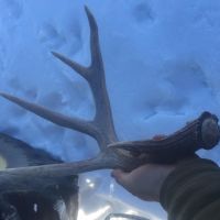 Northeast Iowa Whitetail! 1500 acres wooded with plenty of food source!