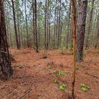 MARKET BASED PRICE IMPROVEMENT 126 Acres of Residential or Recreational Land For Sale in Pittsylvania County VA images 2