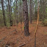 MARKET BASED PRICE IMPROVEMENT 126 Acres of Residential or Recreational Land For Sale in Pittsylvania County VA images 4