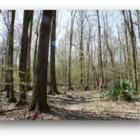 83.5 Acres in Madison County in Carthage MS images 2