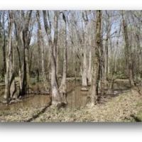 83.5 Acres in Madison County in Carthage MS images 3