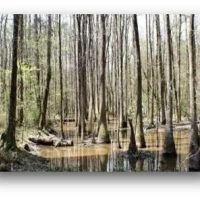 83.5 Acres in Madison County in Carthage MS images 4