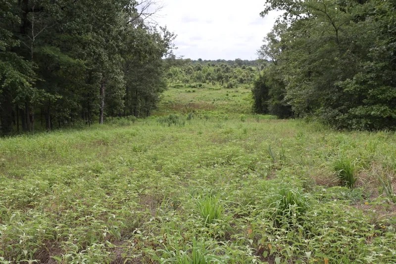 Clear Springs Recreational 182 acres featured image