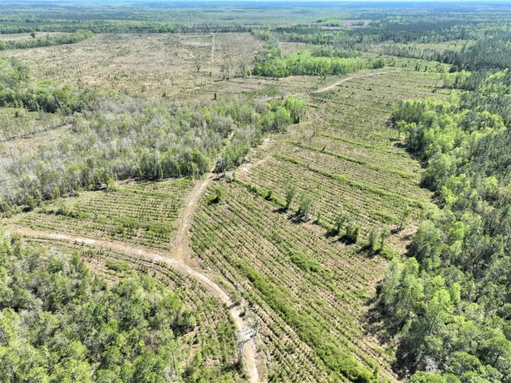 100 - Ac River Road Tract in Charlton Co. GA featured image
