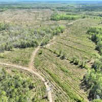 100 - Ac River Road Tract in Charlton Co. GA images 1