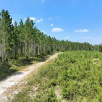 100 - Ac River Road Tract in Charlton Co. GA images 3