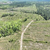100 - Ac River Road Tract in Charlton Co. GA images 4