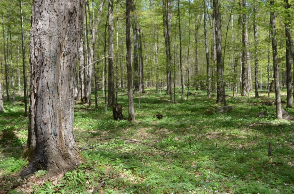 Quality wooded hunting building parcel Shawano County featured image