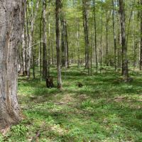 Quality wooded hunting building parcel Shawano County