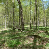 Quality wooded hunting building parcel Shawano County images 2