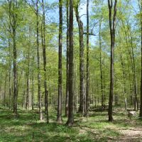 Quality wooded hunting building parcel Shawano County images 3