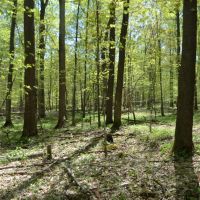 Quality wooded hunting building parcel Shawano County images 4