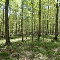 Quality wooded hunting building parcel Shawano County images 5