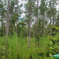 6.9 ac - Timberland for Home Sites - 17.2 acres available images 3