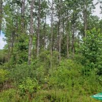 6.9 ac - Timberland for Home Sites - 17.2 acres available images 4