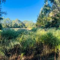 64.5 Acres on Rials Creek Mendenhall MS images 2