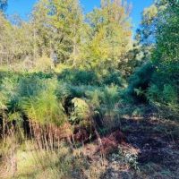 64.5 Acres on Rials Creek Mendenhall MS images 3