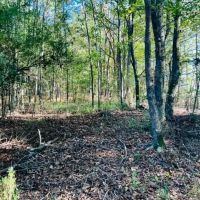 64.5 Acres on Rials Creek Mendenhall MS images 4