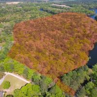 48.8 acres of Residential Recreational Hunting and Timber Land for Sale in Isle of Wight County VA images 4