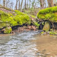 Excellent 58.23 acres of Hunting Recreational Property located in Sumner County Tennessee images 3