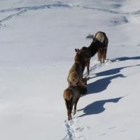 Lay Peak Ranch images 1